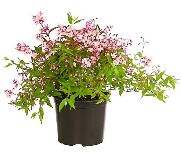 Rosa Maiblumenstrauch - Deutzie 'Yuki Cherry
