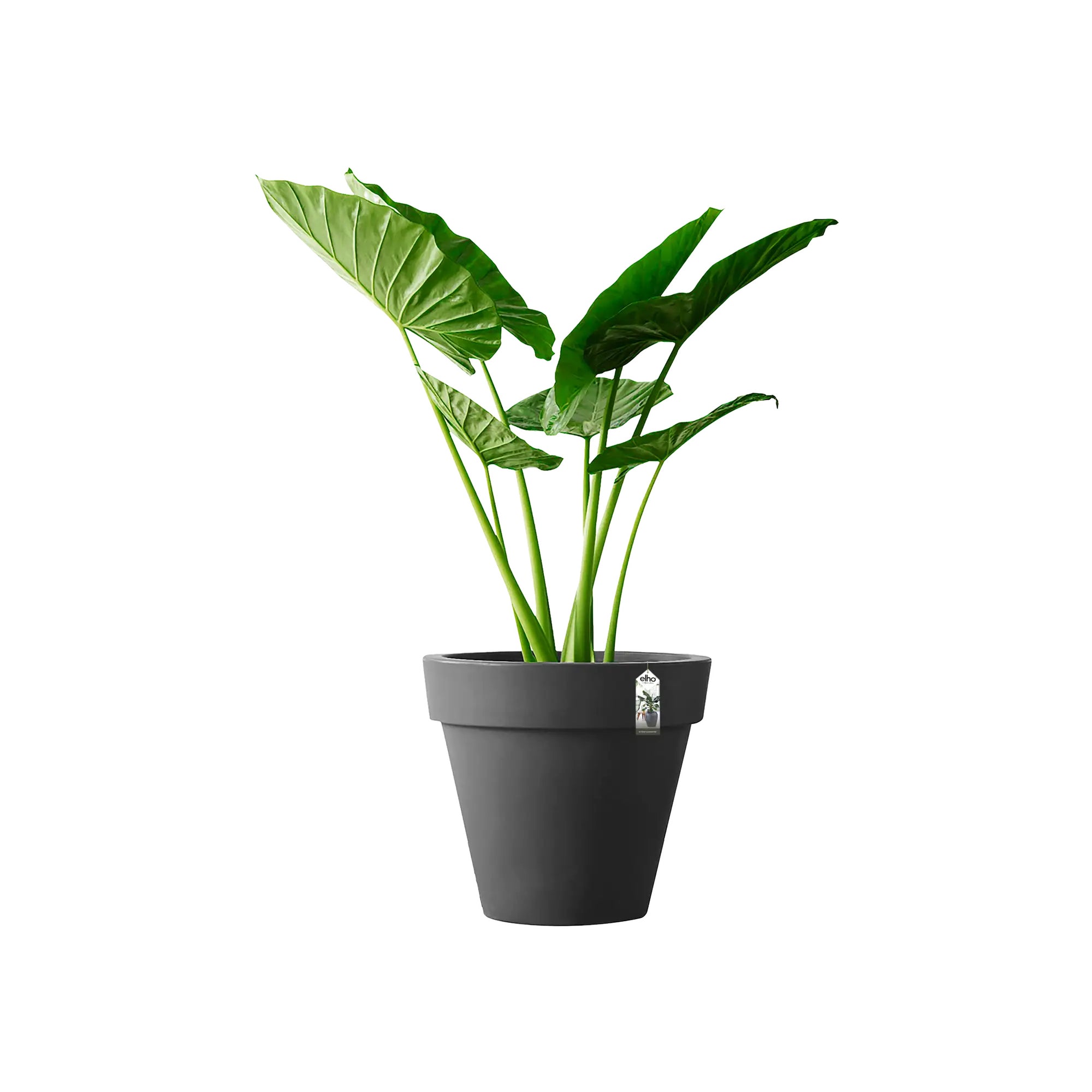 elho Pure Round Bloempot Ã 80 cm -  Antraciet - 100% gerecycled kunststof