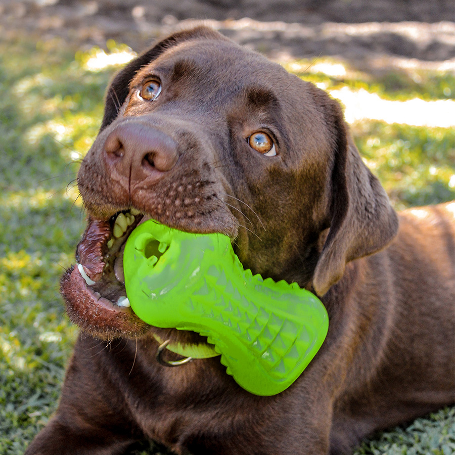 Osso de brinquedo Rogz Yumz verde limão para cães