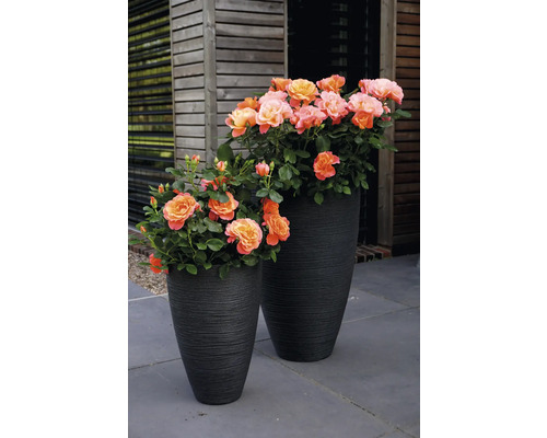 Floribunda Roos 'Sugar Candy' FloraSelf Rosa 'Sugar Candy' Co 3.5 L