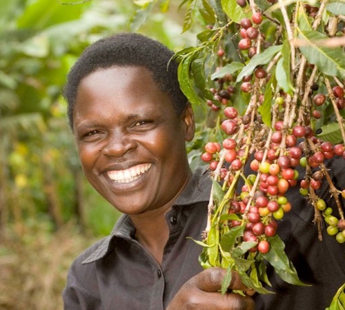 Café en grains bio : Ethiopie - Moka Yirgacheffe - 250 g - Cafés Lugat