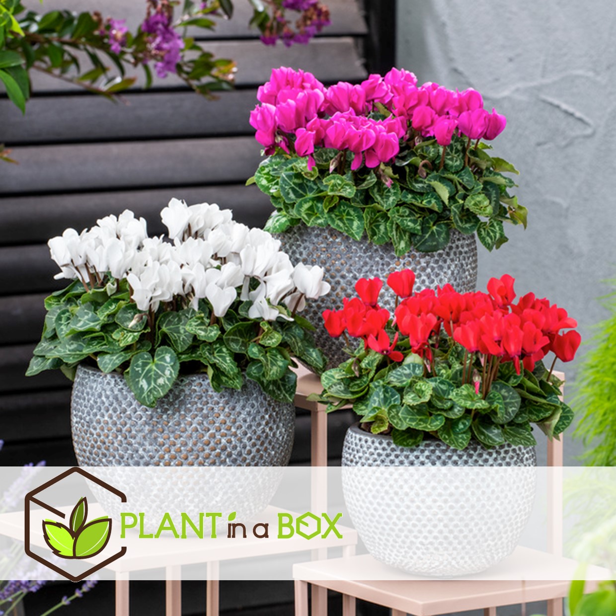 Cyclamen persicum - mix de 3 - plantes d'intérieur - pot 9cm - hauteur 10-20cm