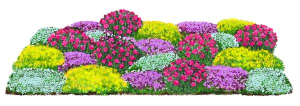Bio Stauden-Set Bodendecker Patchwork,