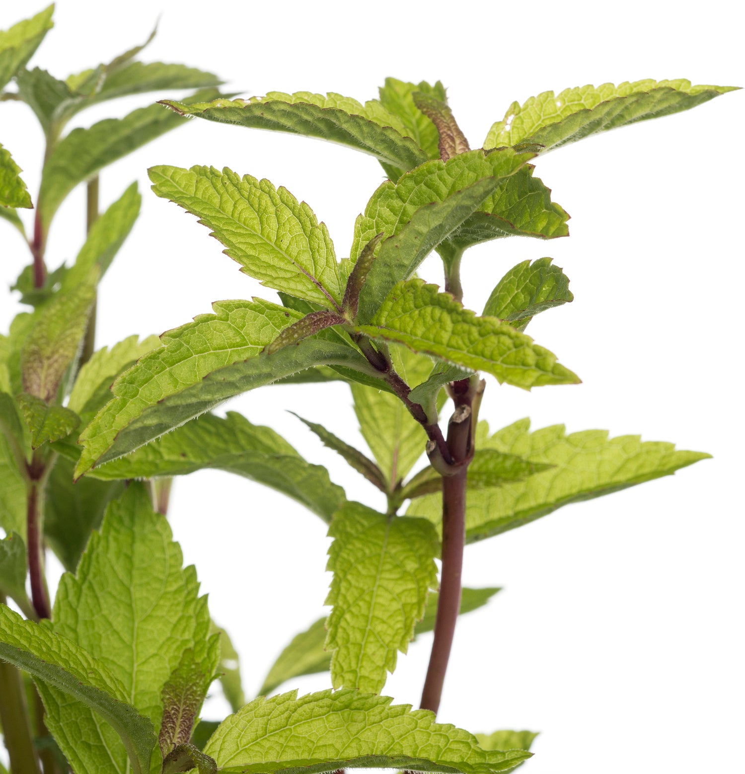 Koninginnekruid (Eupatorium dubium 'Little Joe') D 11 H 70 cm
