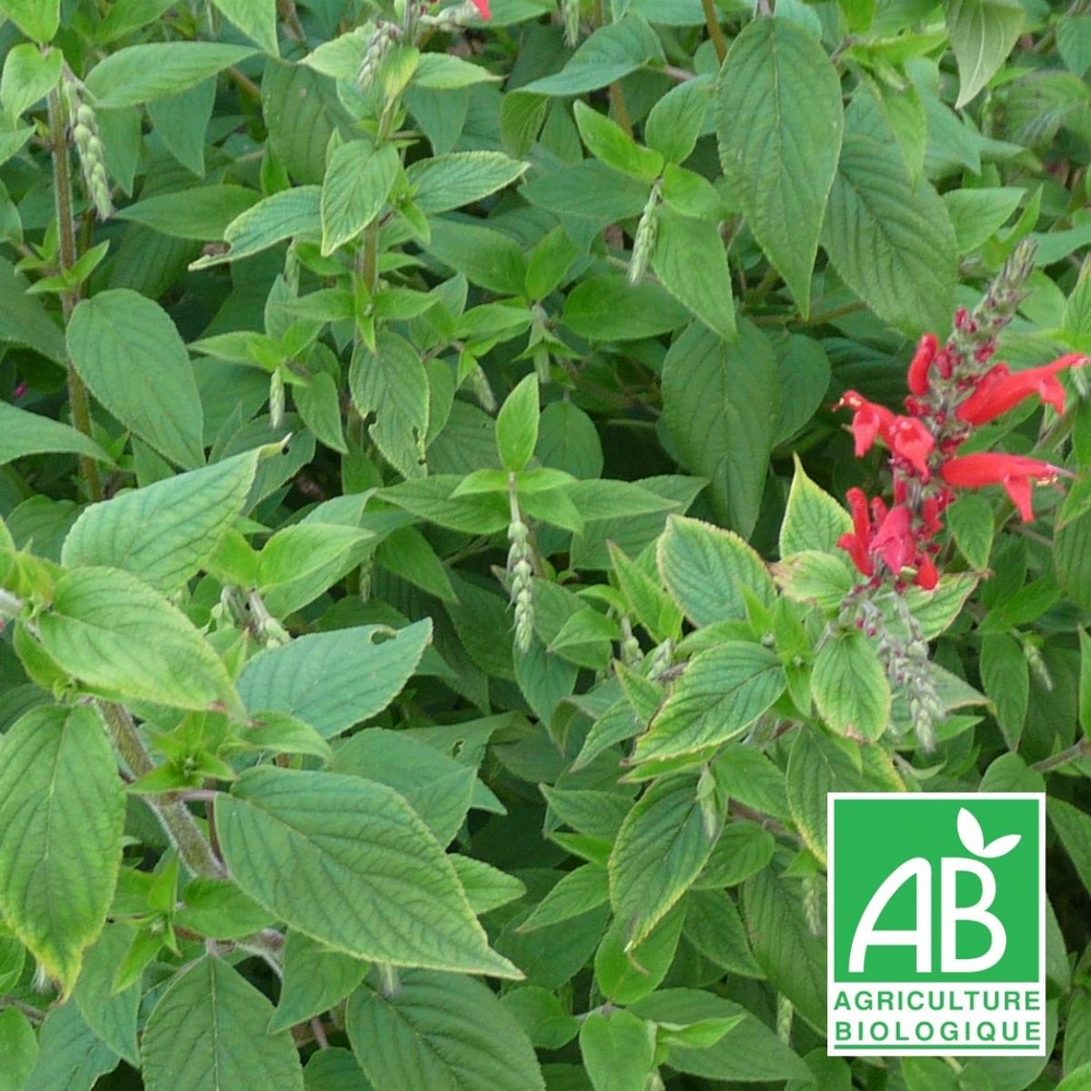 Sauge ananas bio/salvia elegans[-]godet