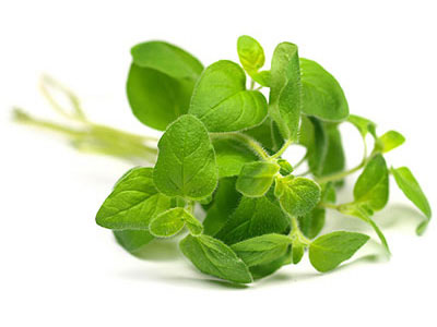 Huile de basilic  Ocimum basilicum