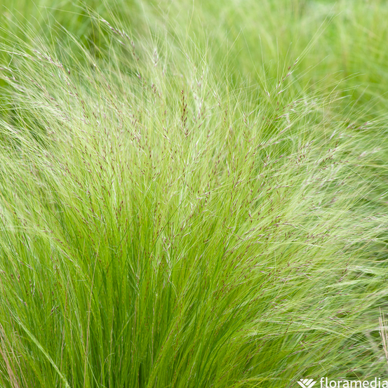 Stipa tenuifolia - pot 2 litres