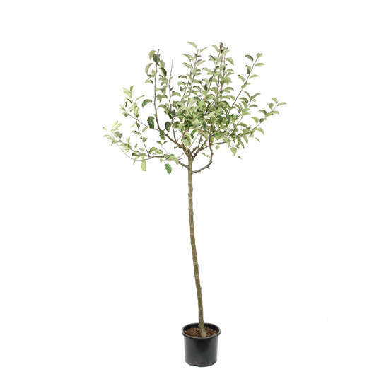 Pommier Jonagold : ½ tige, 4-5 ans, H 170-180 cm