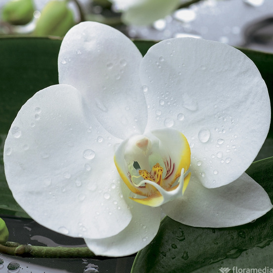 Orchidée Phalaenopsis 2 tiges - pot D.12 cm
