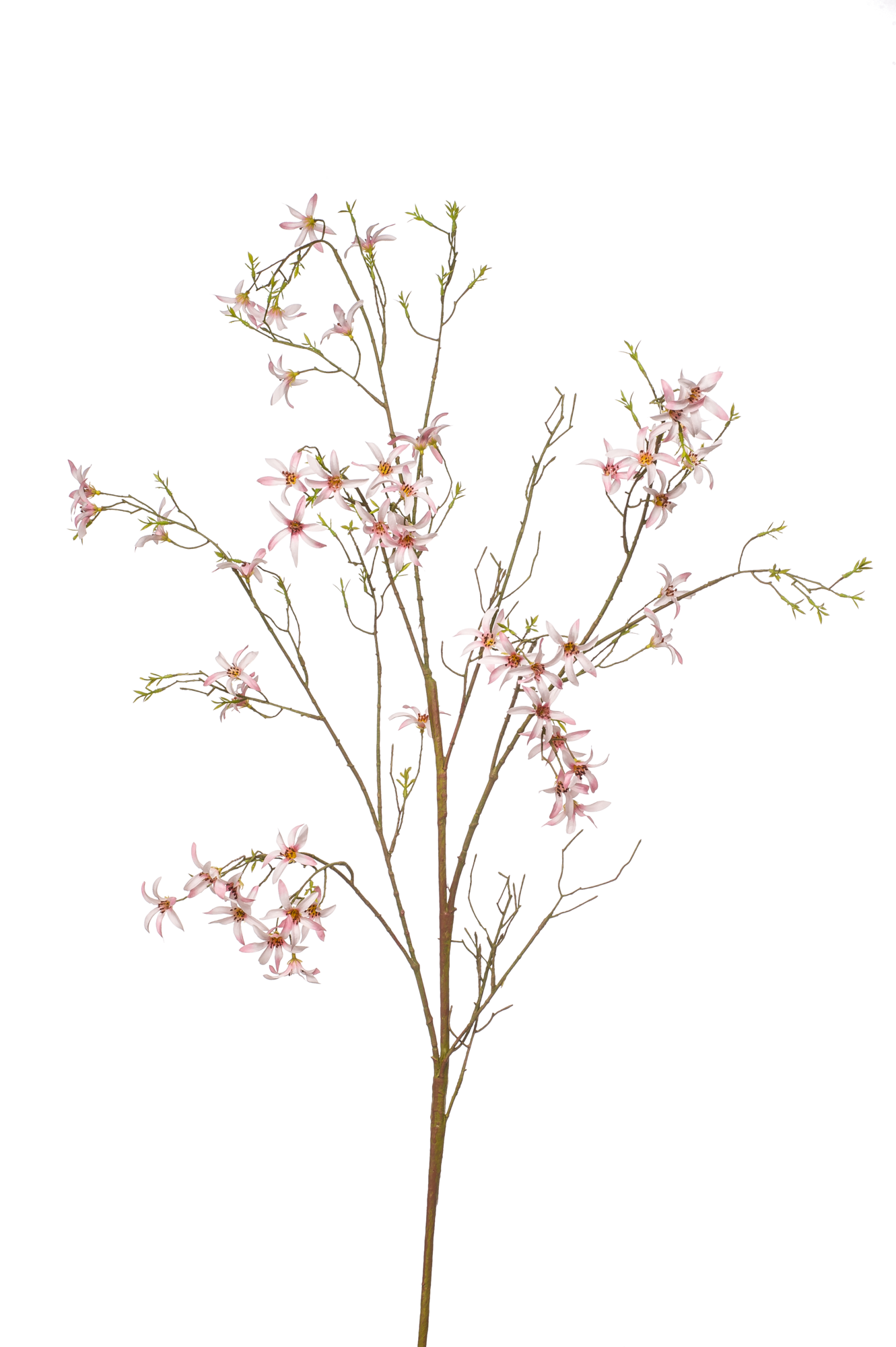 Forsythia branch pink
