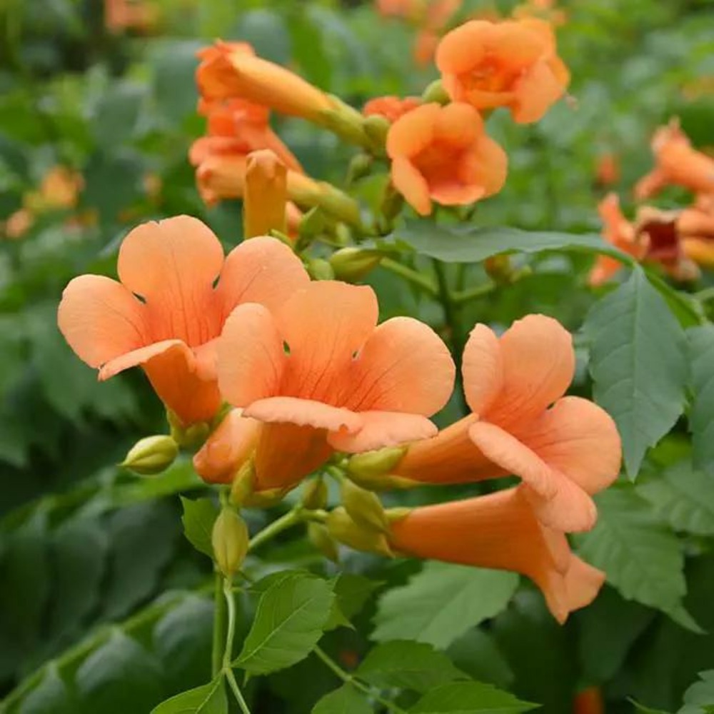 Bignone 'indian summer® 'kudian' - campsis tagliabuana 3l