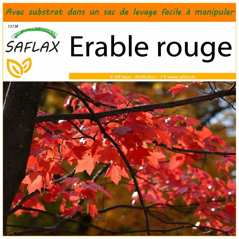 Jardin dans le sac - erable rouge - 20 graines - acer rubrum