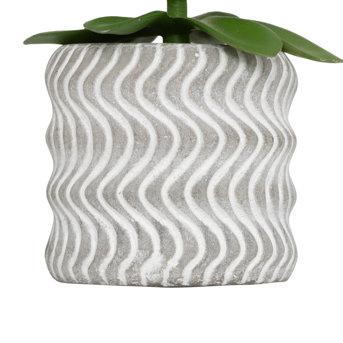 MINI PLANTE GRASSE POT CIMENT UBI H.7CM