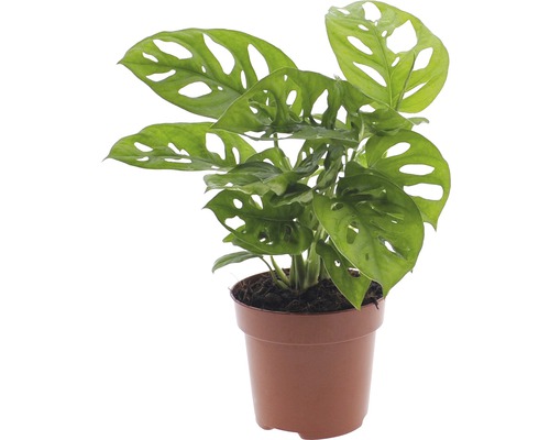 Monstera adansonii (FloraSelf) - Gatenplant, H 25-35 cm, Ø 12 cm pot