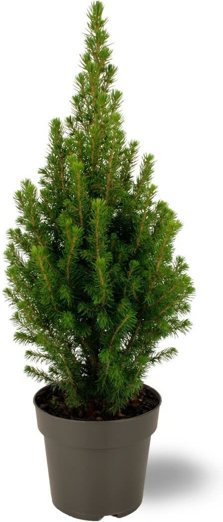 Dwergspar (Picea glauca Conica 'December') D 15 H 50 cm