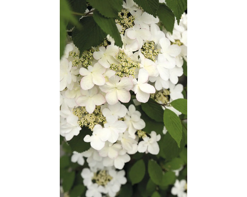 Sneeuwbal FloraSelf Viburnum plicatum 'Kilimandjaro Sunrise' H 60-80 cm Co 3 L