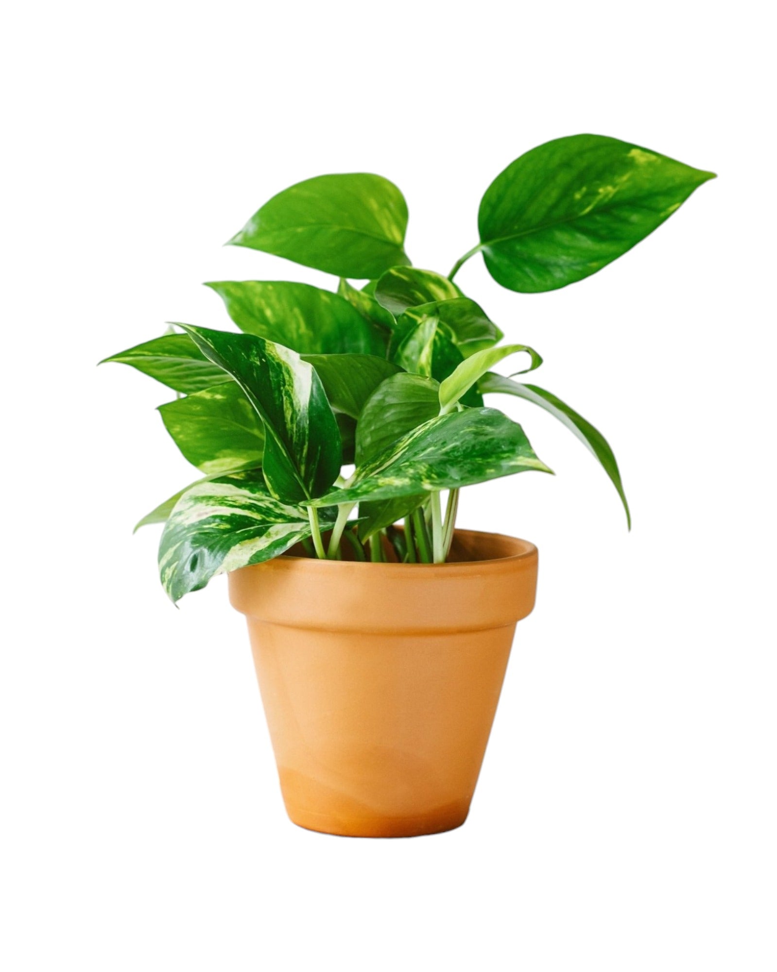 Plante d'intérieur - pothos golden scindapsus epipremnum 30.0cm
