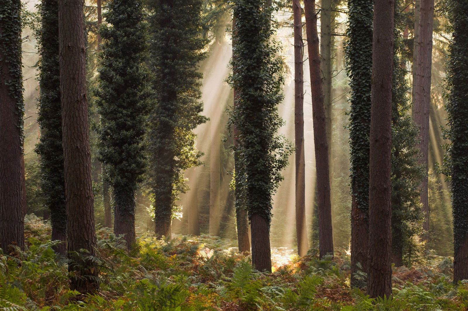 New Forest Trees by David Baker - Limited Edition. Edition of: 150. Signed.