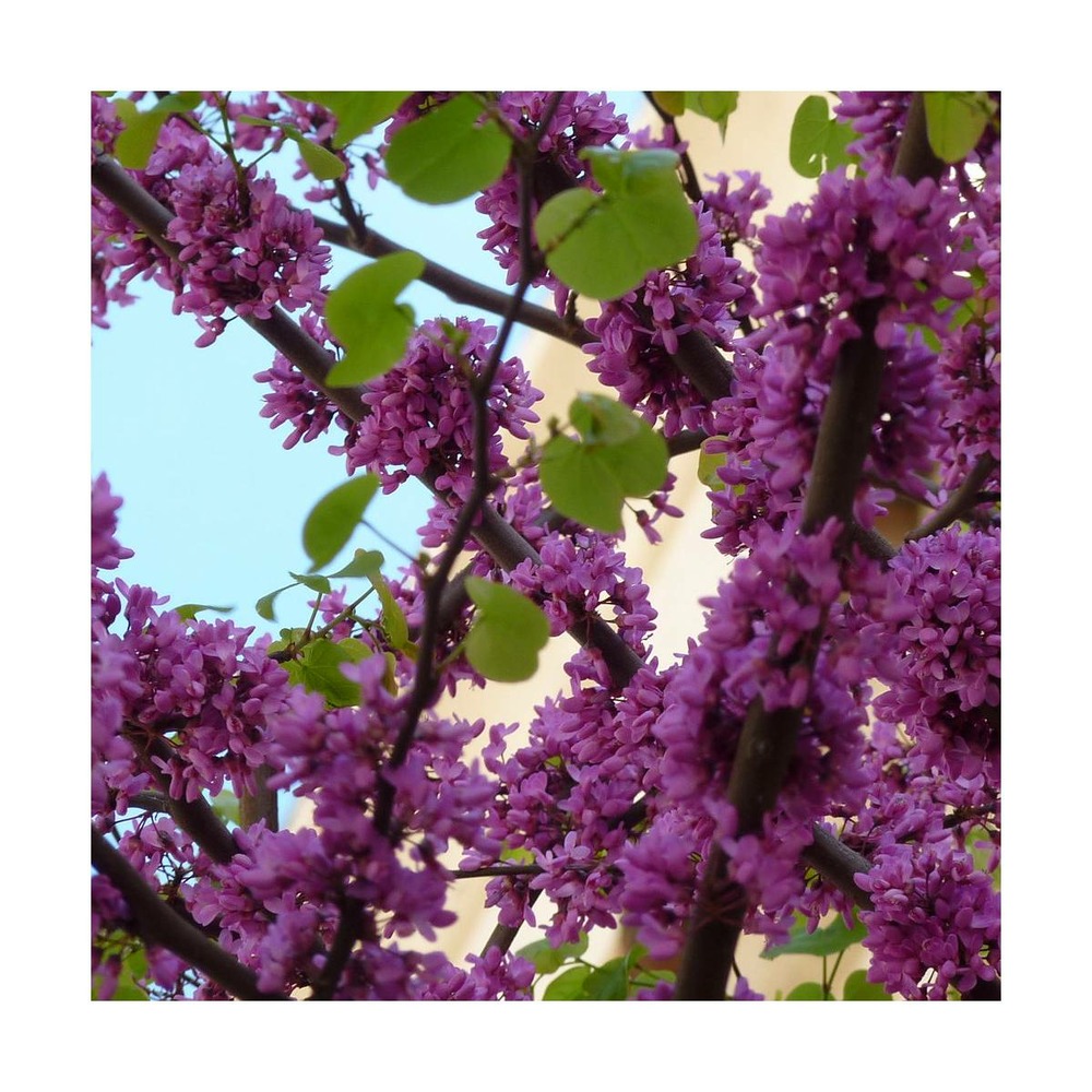 Cercis, gainier silicastre, arbre de judée siliquastrum/cercis siliquastrum[-]pot de 10l - 100/125 cm