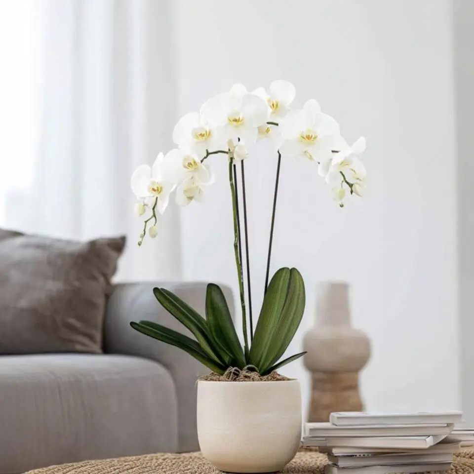 Orchidee - Phalaenopsis - Hoogte 50-60cm - ⌀12cm
