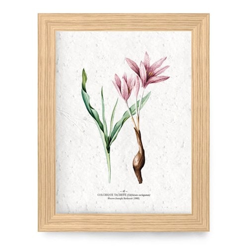 Affiche à planter a4 - colchique
