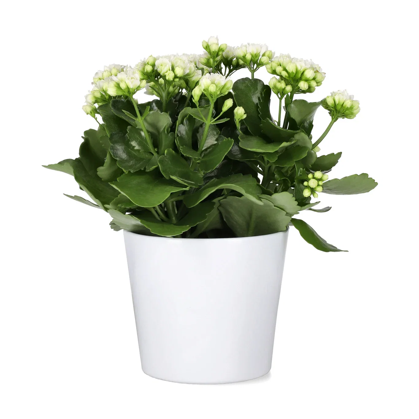 Kalanchoe maxi white 14cm Ildtopp Høyde 30 cm