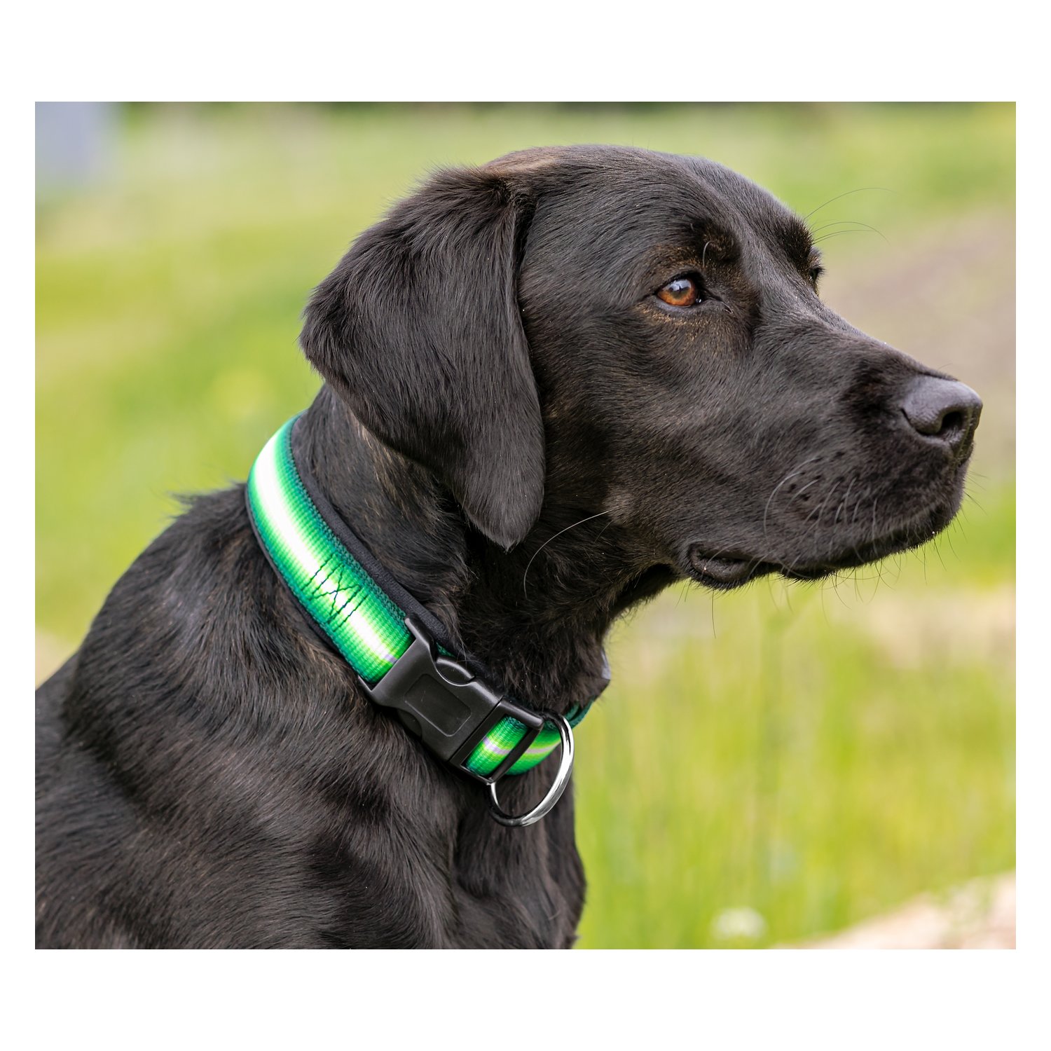 Loesdau Hundehalsband Stripe  - green