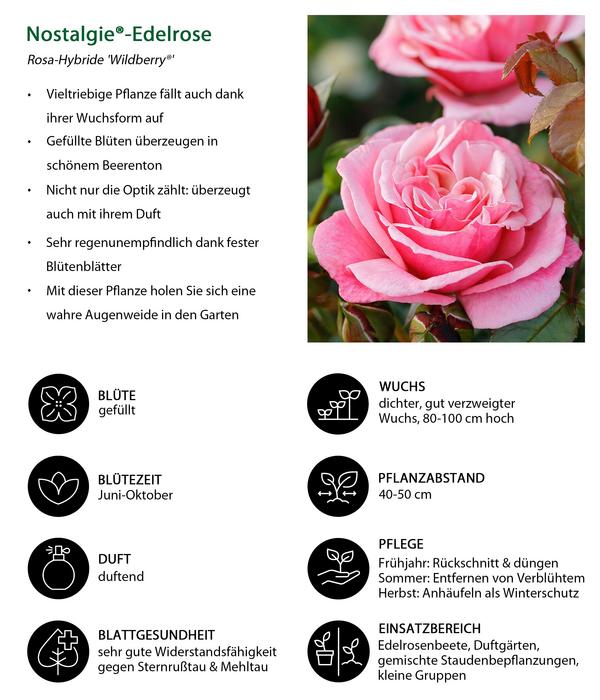 Nostalgie®-Edelrose 'Wildberry®'