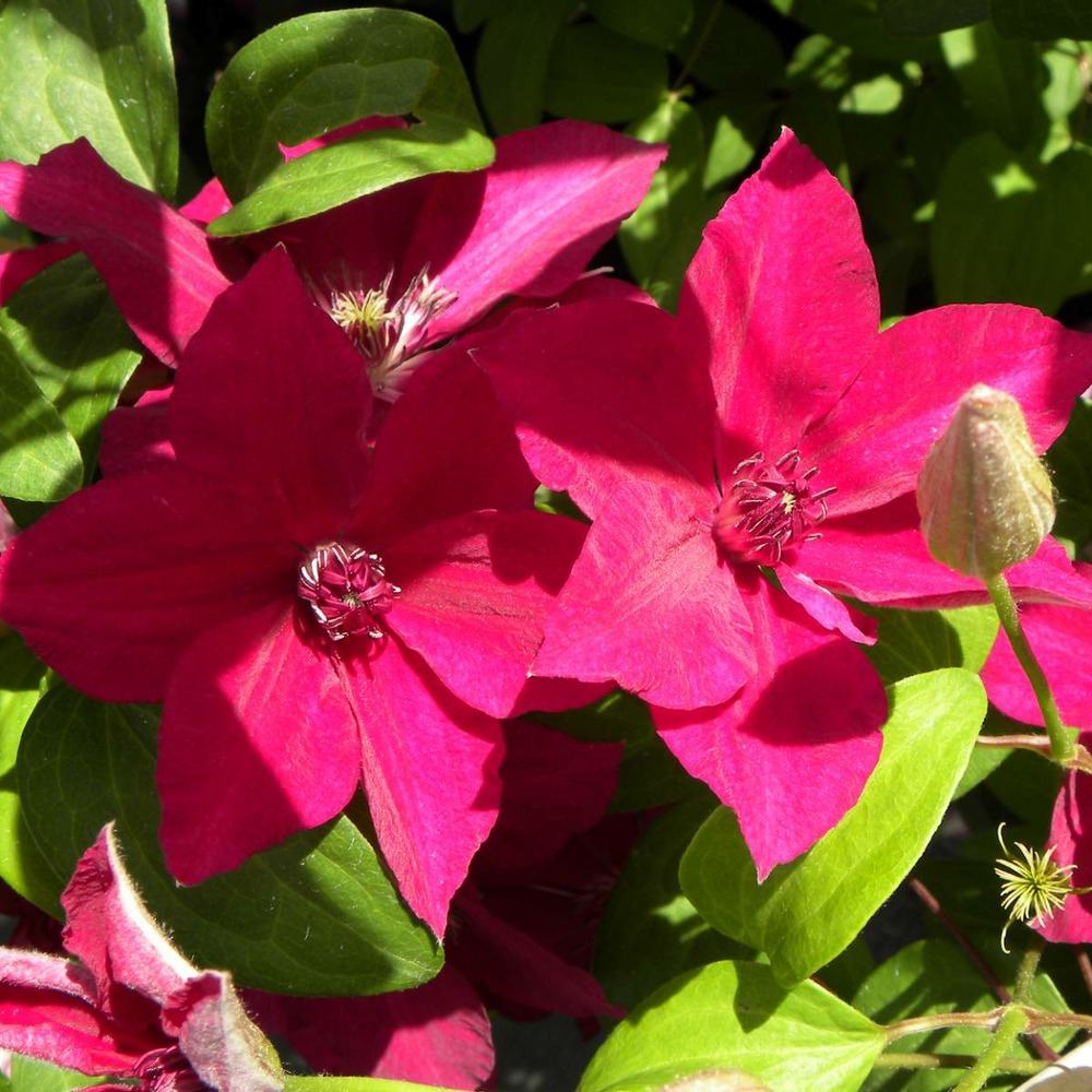 Clématite perida/clematis perida[-]pot de 1,5l - tuteur bambou 30/60 cm