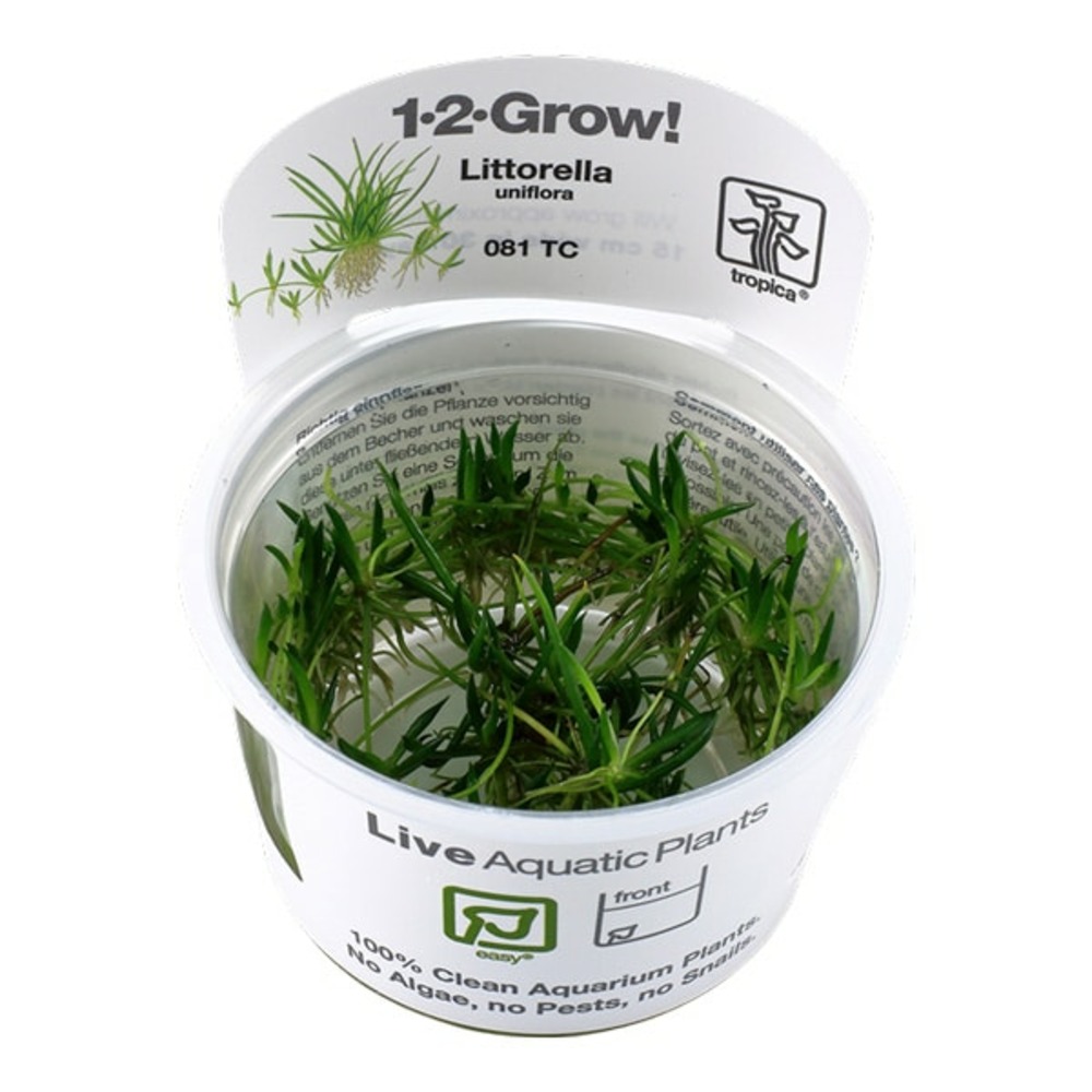Littorella uniflora in vitro