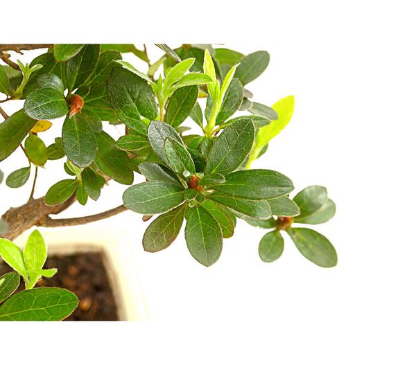 Outdoor-Bonsai Japanische Azalee - Azalee