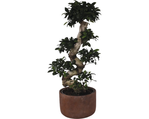 Chinese vijg FloraSelf Ficus microcarpa Ginseng H ca. 80 cm Ø 27 cm pot incl. keramische plantenbak Liam