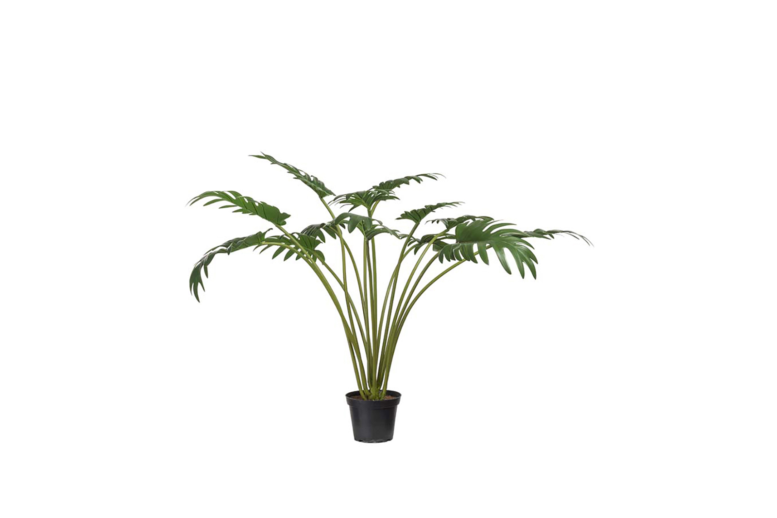 Philodenron potteplante Grønn H65 cm
