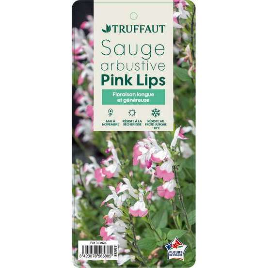 Salvia 'Pink Lips':pot 3L MDD