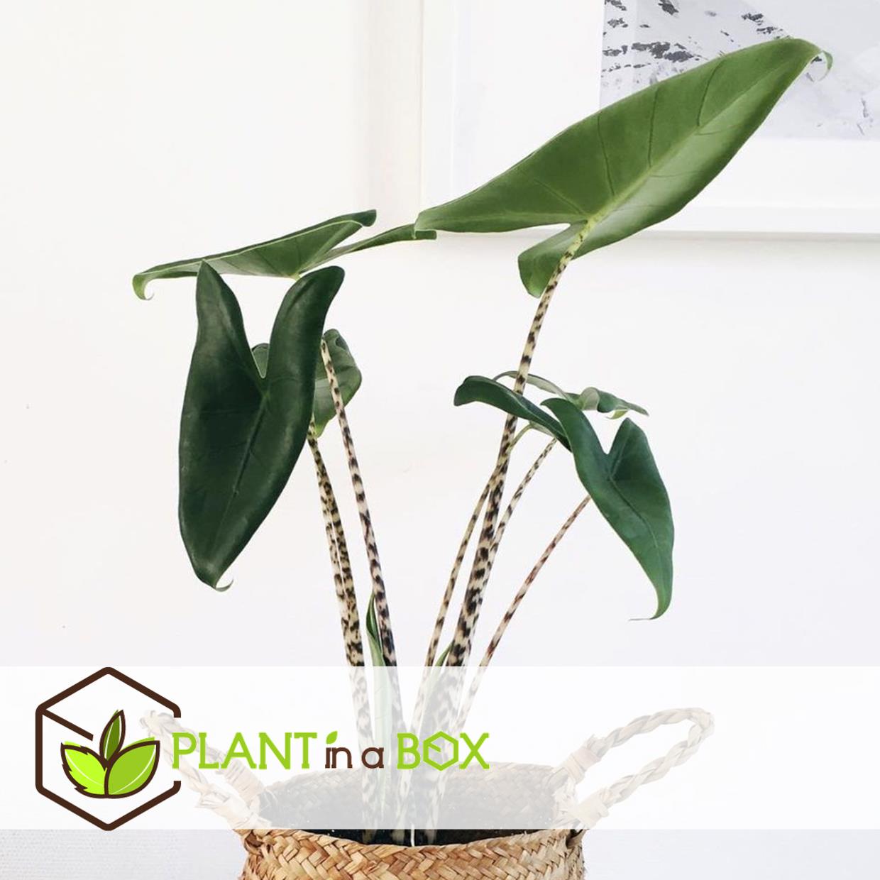 Alocasia zebrina - plante d'intérieur xxl - pot 32cm - hauteur 140-150cm