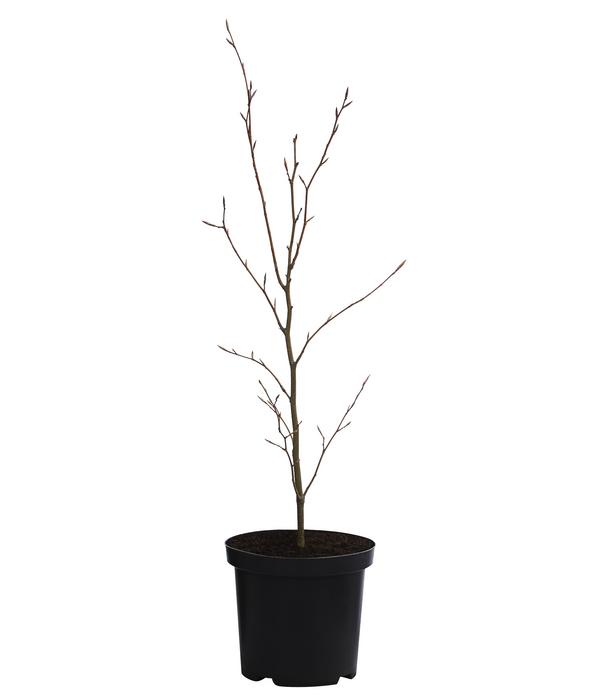 Blutbuche 'Purpurea'