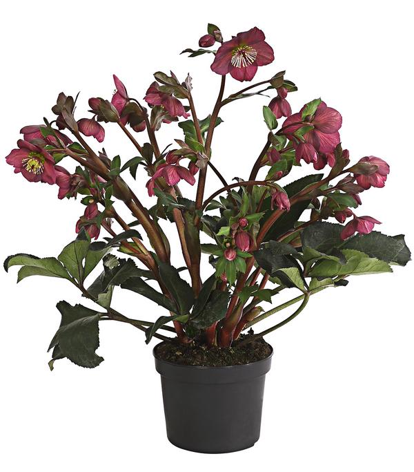Schneerose 'Ice N' Roses® Red' - Helleborus