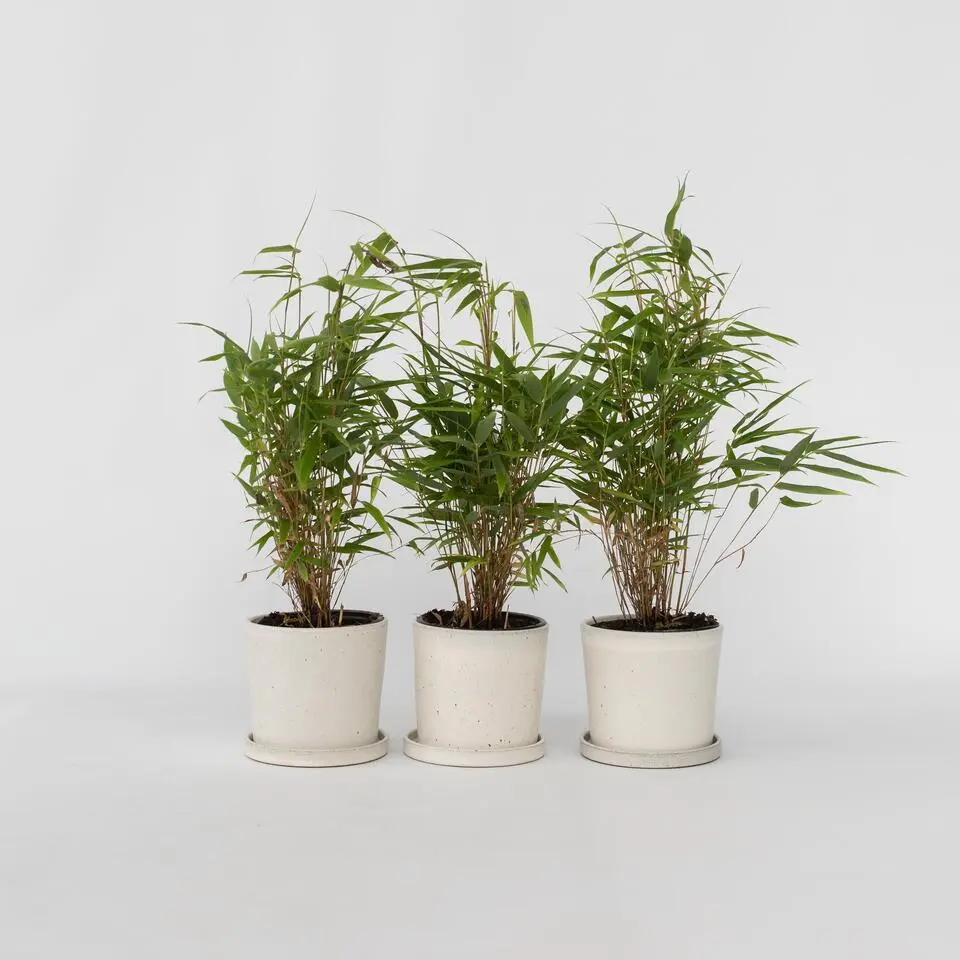 Bamboe - Set van 3 - Fargesia rufa - Hoogte 25-40cm - ⌀13cm