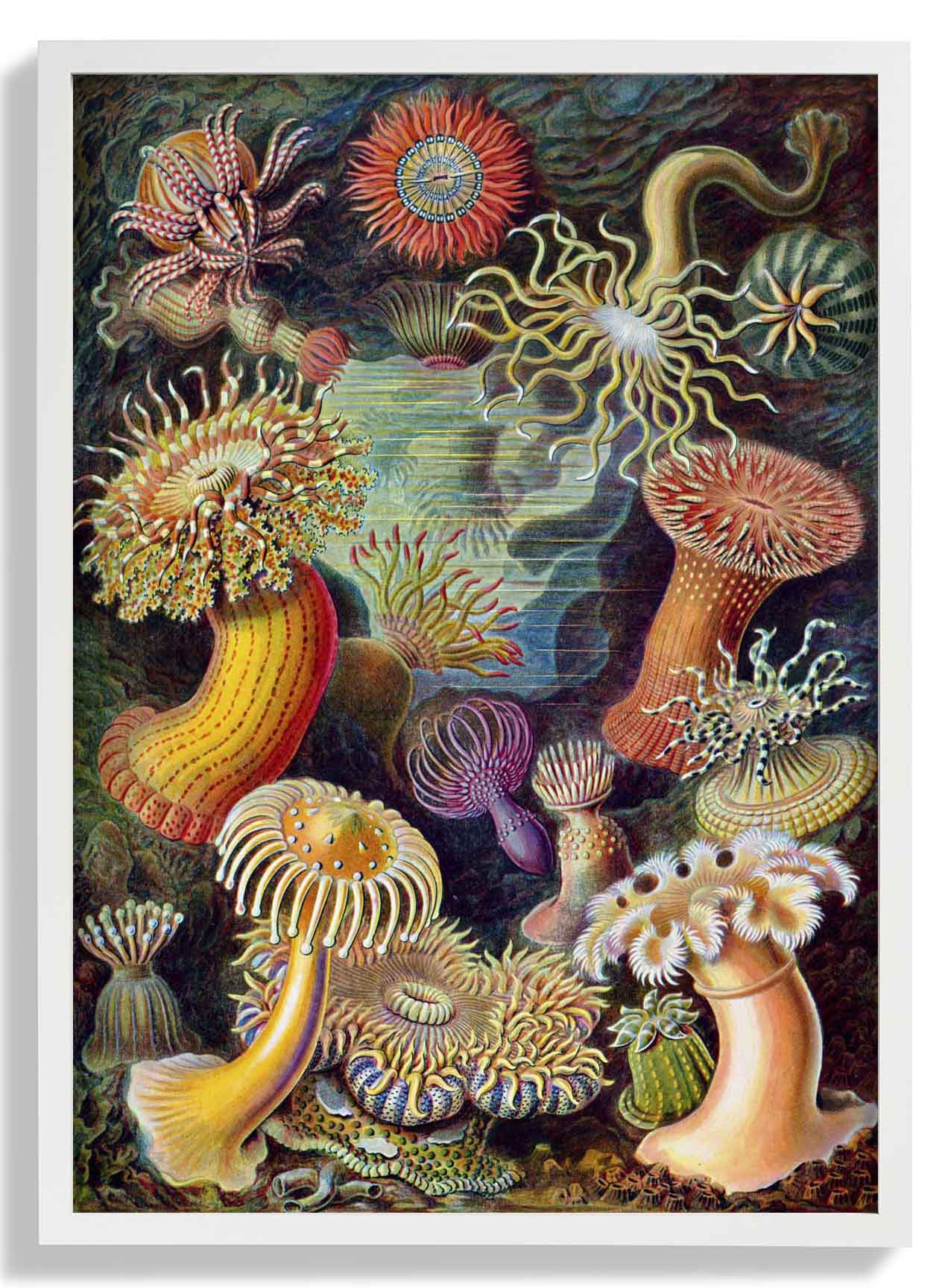 Anemonen von Ernst Haeckel