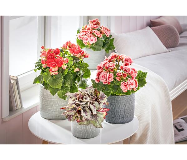 Elatior-Begonie - Begonia elatior 'Borias®'