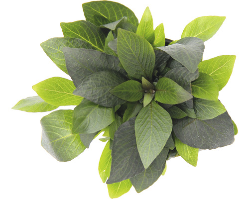 Kortstengelige waterpest - Hygrophila corymbosa Compact