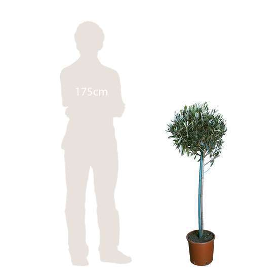 Olivier, Olea europeae : H100 cm Tige pot D20cm