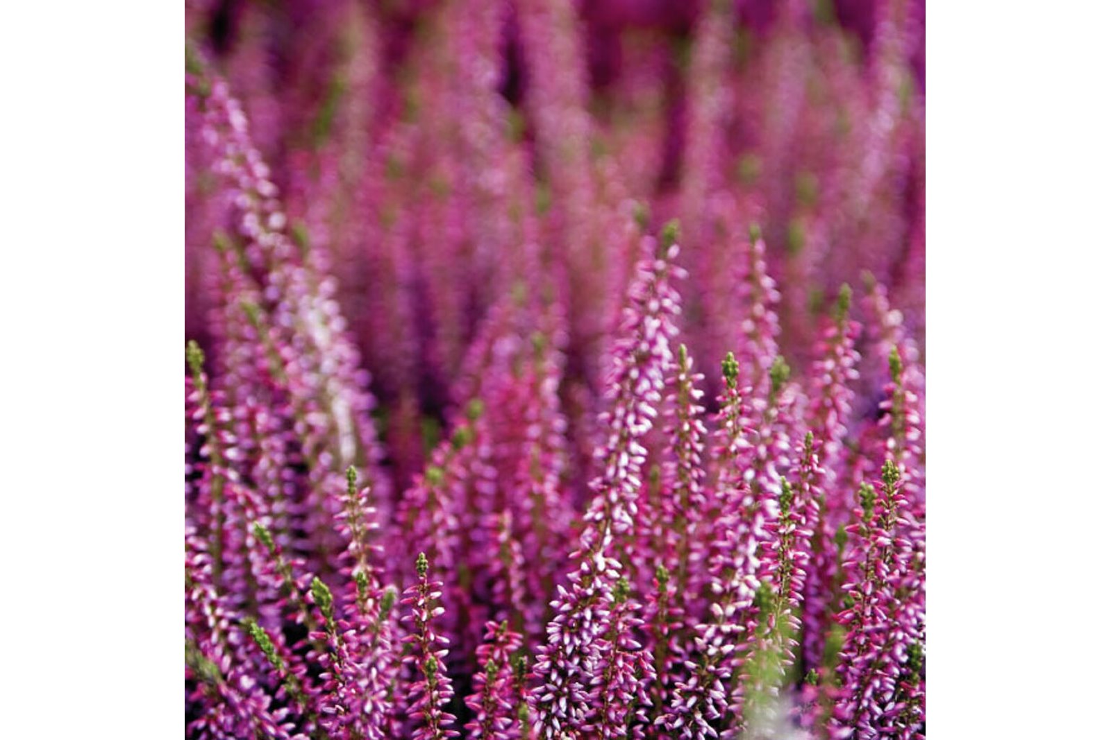 Heather serviett Lilla med blomster. 33x33 cm. 20pk.