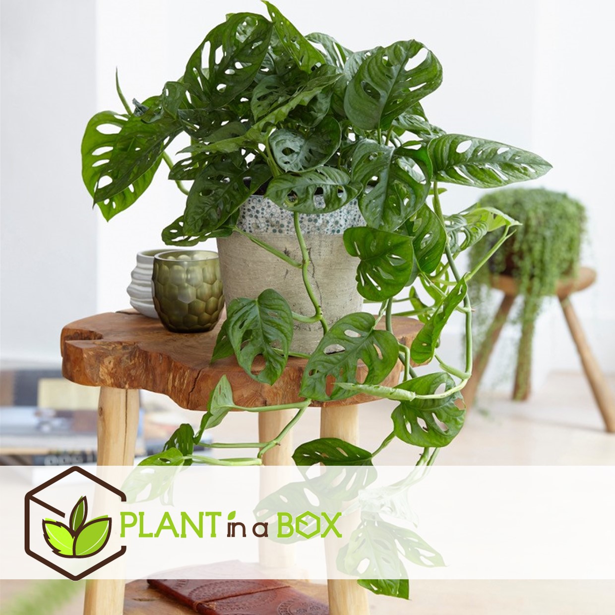 Monstera monkey-mask - pots 12cm - hauteur 20-30cm