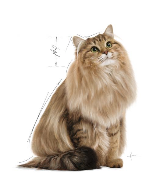 Royal Canin Urinary Care - In Gravy - Kattenvoer - 85 g