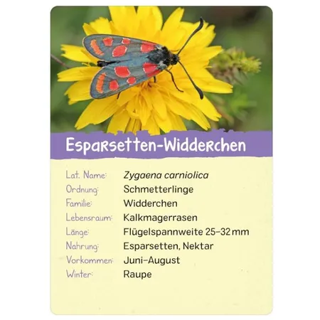 ars Edition Naturforscher-Kids – Insekten
