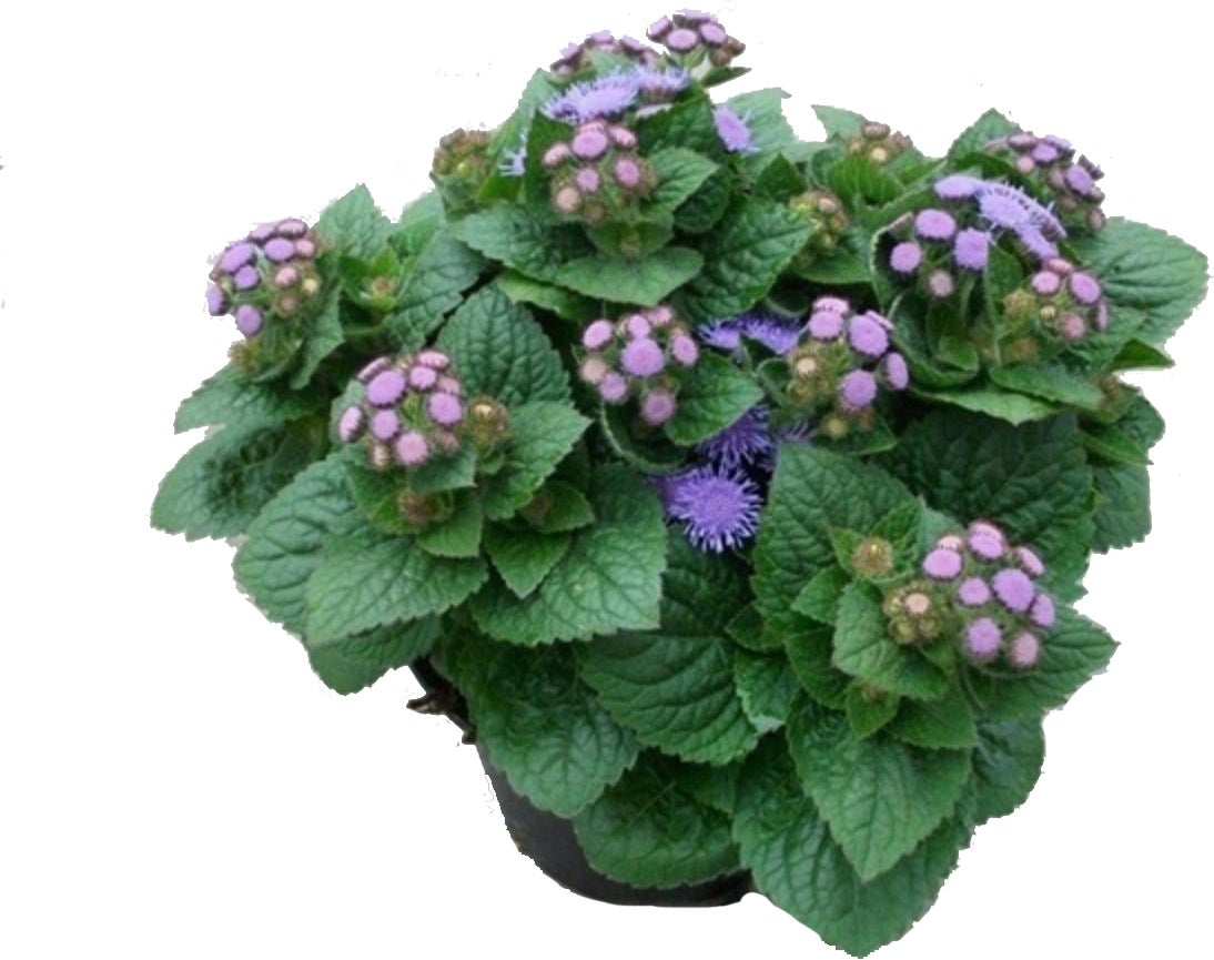Mexicaantje (Ageratum housanianum 'Artist Basso Blue') D 13 H 15 cm