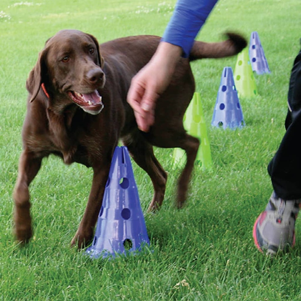 Kit d'agilité pour chiens canine gym