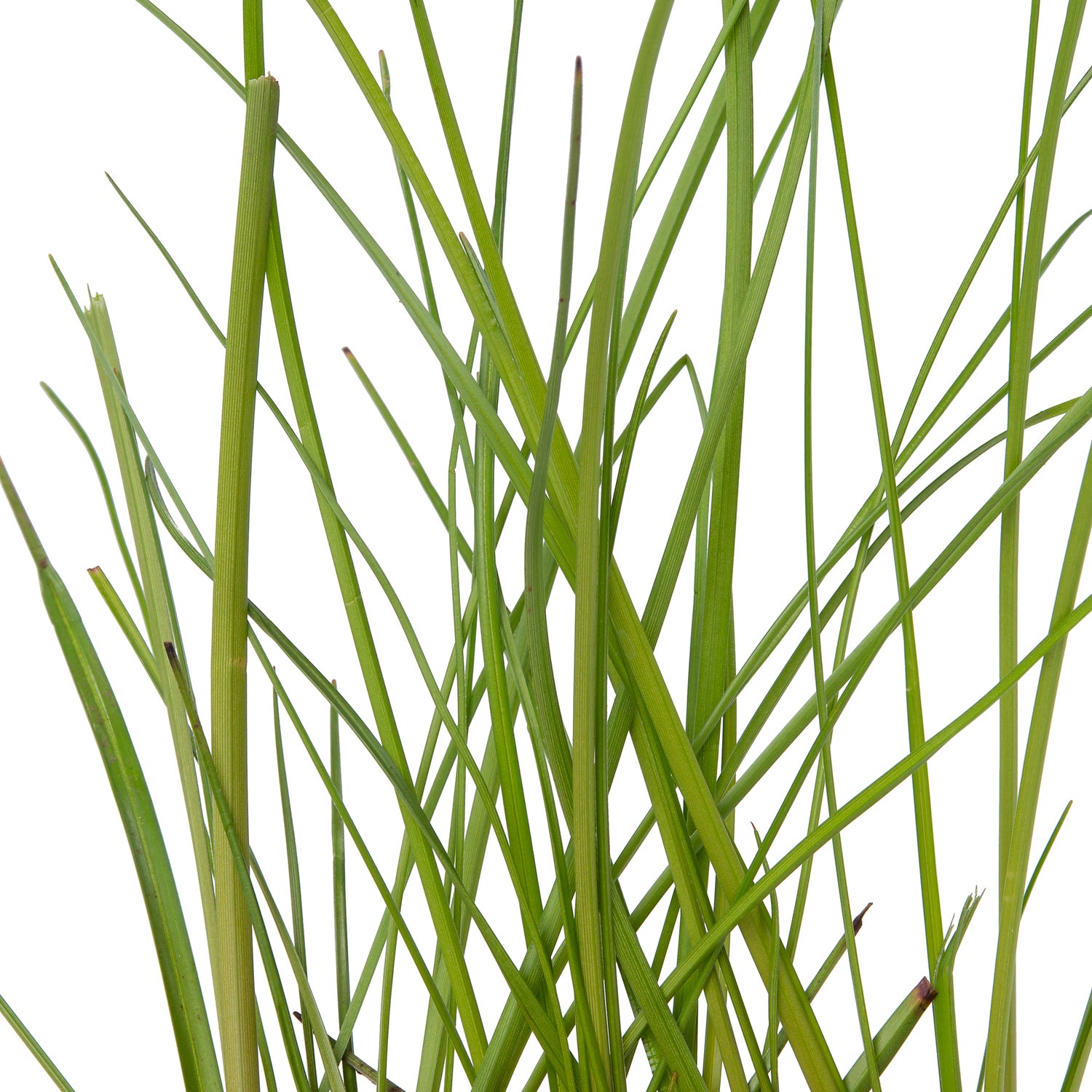 Veenpluis (Eriophorum angustifolium) D 9 H 20 cm