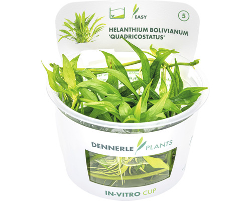 Dwergmoerasbloem - Helanthium bolivianum Quadricostatus In-Vitro